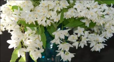 Quel est le nom de cette belle plante fleurie ?