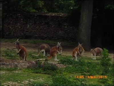 Ces marsupiaux sont-ils des wallabies ?