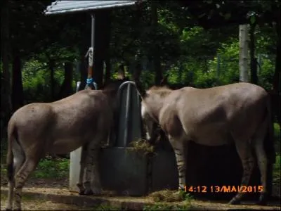 Ces ânes viennent de ____________, un pays africain.