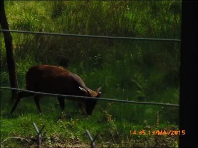 Ce petit cervidé asiatique est un _________ de Chine.