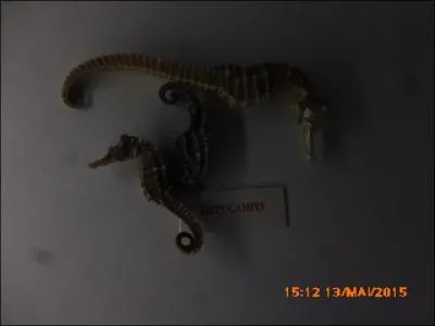 Chez les hippocampes, qui garde les ufs dans sa poche ?