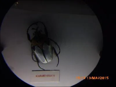 Le scarabée Goliath mesure...