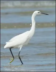 Quel est l'oiseau sur la photo ?