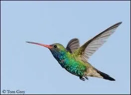 Quel oiseau peut voler en surplace ?