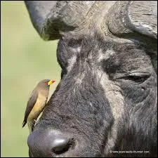 Quel oiseau vivant dans la savane mange les parasites sur les girafes, les buffles etc...