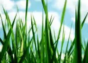 Quiz Les plantes