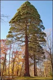 Quel arbre -le plus grand du monde- peut atteindre 120 m&egrave;tres de hauteur ?