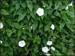 Quelle plante est grimpante ?