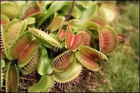 Comment s'appelle la plante carnivore qui se ferme pour ne plus jamais se rouvrir lorsqu'on y met quelque chose ?