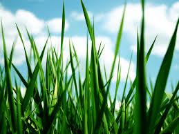 Quiz Plantes