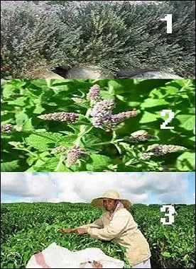 Quel numéro correspond au nom que vous devez ajouter au pronom « qui » ?
Vous devriez obtenir un verbe. On ne tient pas compte de l'orthographe.