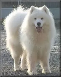 Avec mon pelage épais, je suis équipé pour résister au froid ! Je suis...