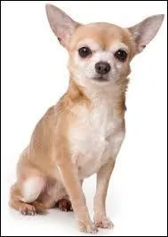 Plus petit chien du monde, il a également le nom d'une ville, comment appelle-t-on cette race ?