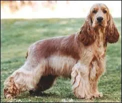 Je peux être utilisé comme chien de chasse et je supporte mal la solitude, je suis...