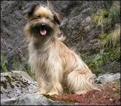 Reconnais-tu cette race de chiens ?