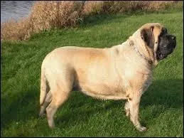 Je vis de 10 à 12 ans et je suis un...