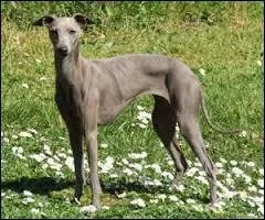 Je suis souvent utilisé comme chien de course et la chasse avec un chien de ma race a été interdite en France en 1844. Je suis...