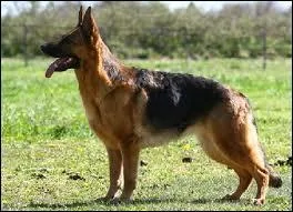 Réputé pour être un bon chien de police, je suis...