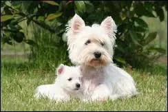 Quelle est cette race ?