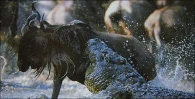 Quel animal a la mâchoire la plus puissante ?