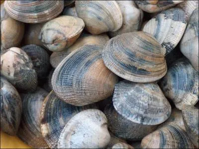 Quelle palourde a, un jour, atteint 507 ans ?