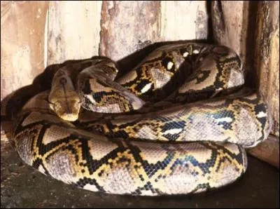 Lequel de ces serpents est le plus long ?