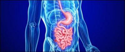 Quel organe est concerné par la maladie de " Crohn " ?