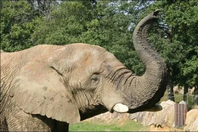 Combien de muscles contient la trompe d'un éléphant ? Elle en contient vraiment beaucoup.