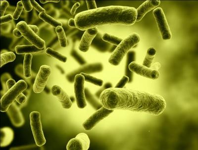 Eschérichia coli est une bactérie qu'on appelle aussi colibacille. Dans quelle organe se trouve-t-elle en grand nombre ?