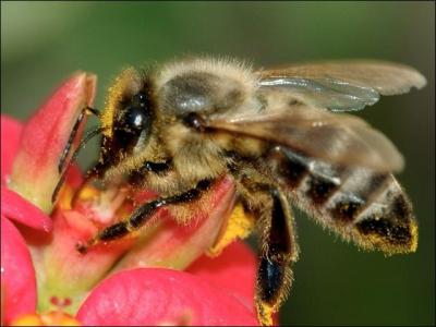 Quel adjectif qualifie une plante dont la pollinisation est assurée par les insectes ?