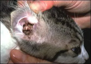 De quelle affection les oreilles d'un chat peuvent-elles être atteintes ?