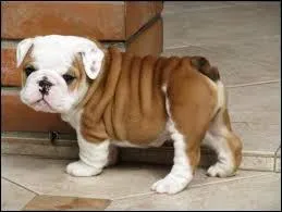 La race de cet animal est :