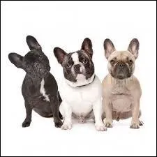 Les bouledogues français peuvent avoir les yeux :