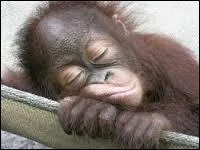 Quel est cet animal sur la photo ?