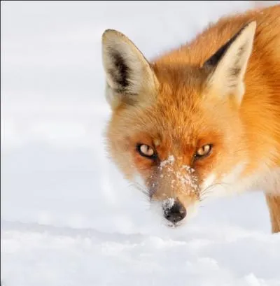 Habitants d'un pays dont la capitale est Budapest !