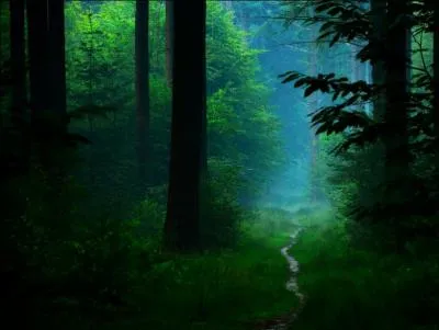 Macaque africain que l'on peut également voir à Gibraltar, où il n'a pas son pareil pour voler le sac des touristes !