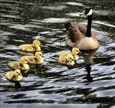 Même du pied gauche, ça ne porte pas bonheur, évitez de mettre le pied dedans !