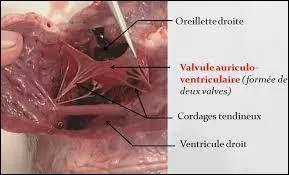 Durant cette même période, comment les valvules artérielles sont-elles ?