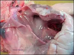 Pendant ce même temps, la paroi des cavités des oreillettes est :