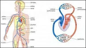 Que dit-on de ces deux circulations ?