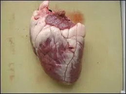 Quel organe sépare ces deux circulations ?
