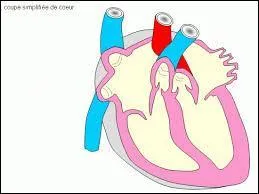Où libère-t-il son O2 ?