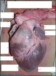 Quel est le ventricule ayant la paroi la plus épaisse ?