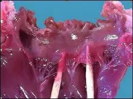 Quel est son rôle ?