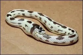 Donnez-moi la signification de l'expression "C'est le serpent qui se mord la queue" :