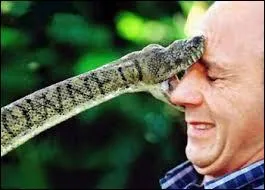 De quoi se nourrit un serpent ayant un régime "ophiophage" ?