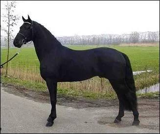 Le croisement d'un cheval arabe et d'un Frison donne :