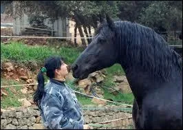 Le Frison peut mesurer de 1, 55 m à 1, 65 m.