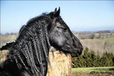 Les crins de ce cheval sont très frisés.