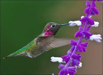 Oxyde ferrique utilisé pour le polissage du verre !